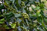 Ilex cornuta. Верхушка побега с незрелыми плодами. Китай, пров. Цзянсу, г. Сучжоу, в культуре. 27.05.2025.