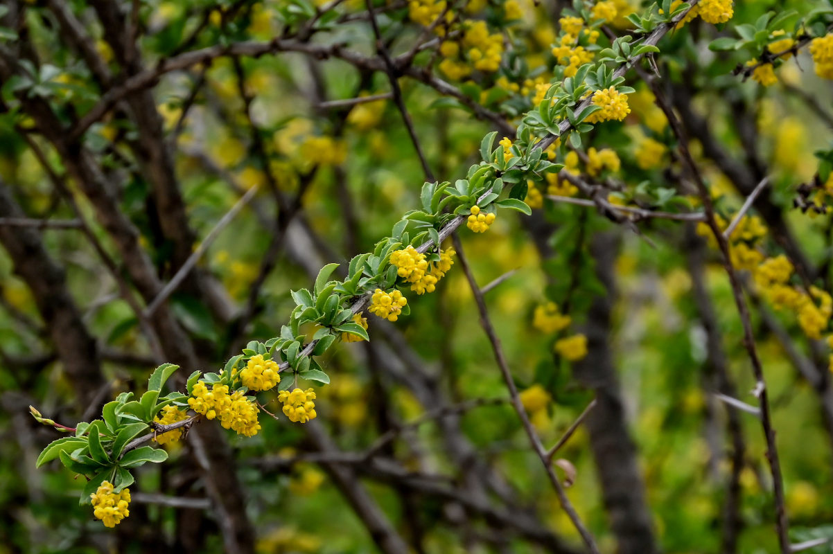 Изображение особи Berberis dubia.