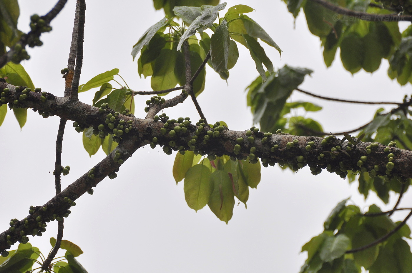 Image of genus Ficus specimen.