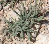 Изображение особи. Автор - Намиг Аббасов