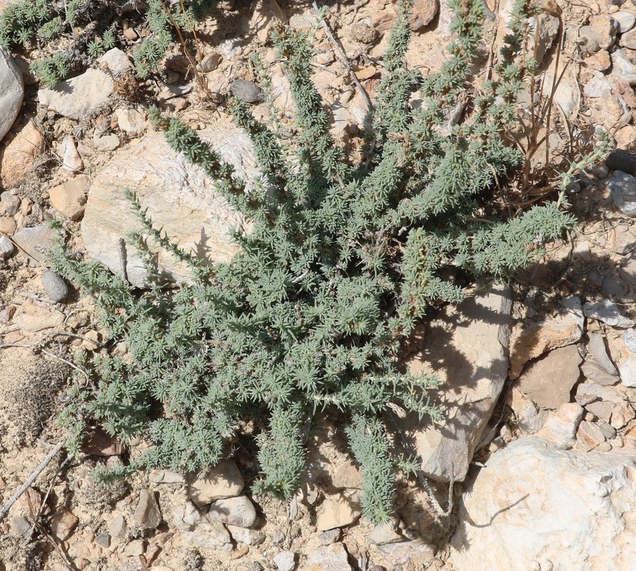 Изображение особи семейство Chenopodiaceae.