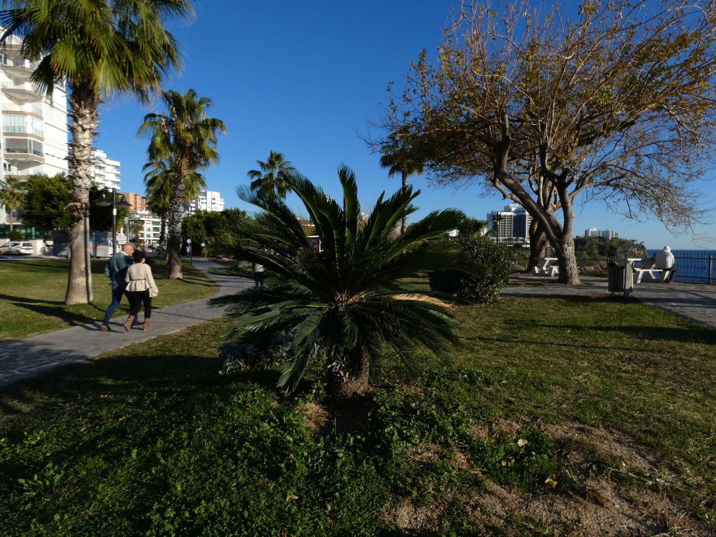 Изображение особи Phoenix canariensis.