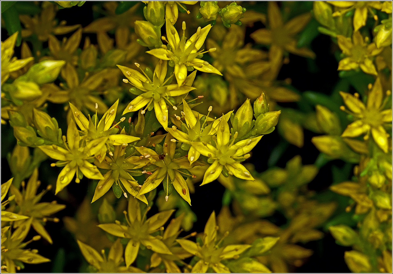 Image of Sedum sexangulare specimen.