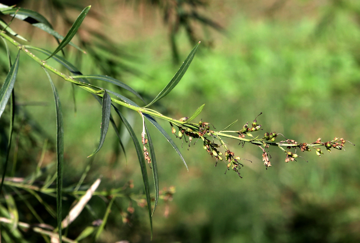 Изображение особи Freylinia lanceolata.