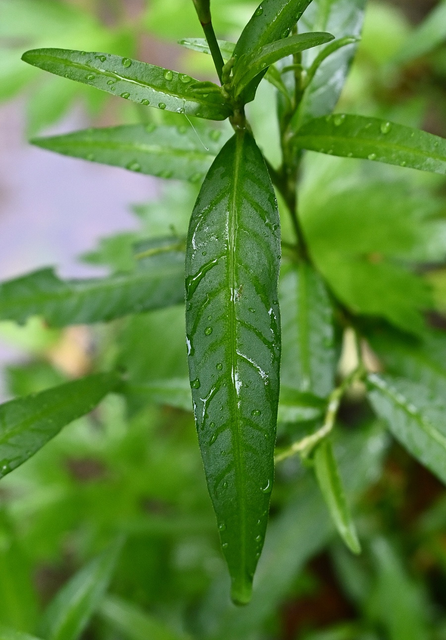 Изображение особи род Persicaria.