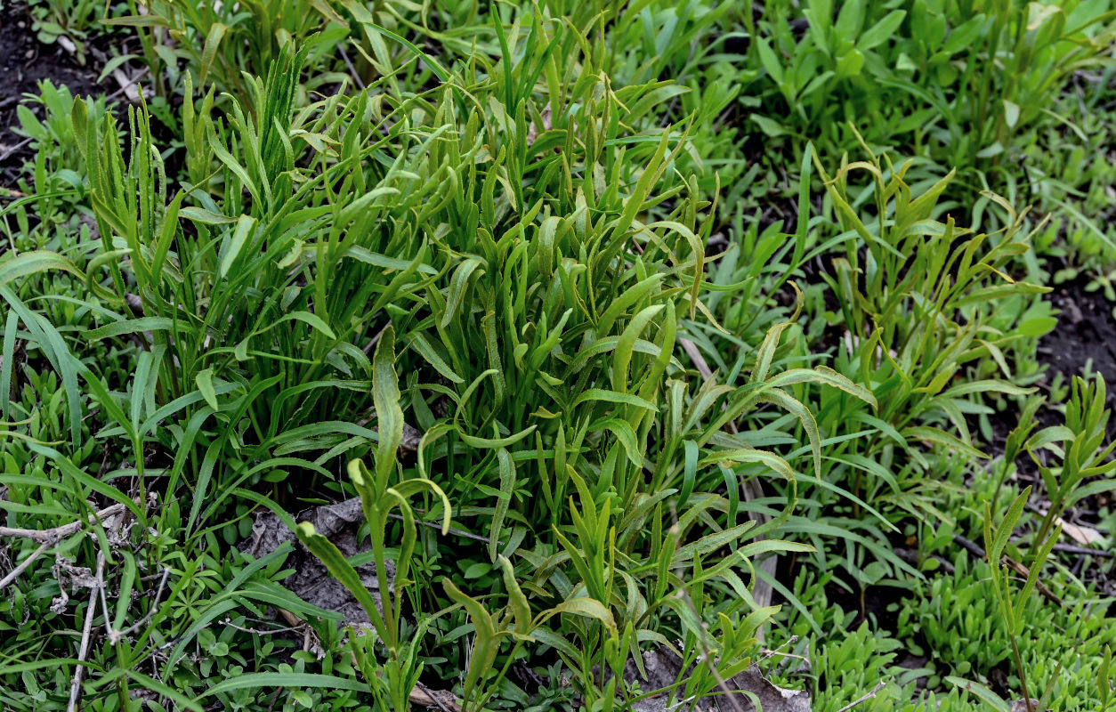 Image of Falcaria vulgaris specimen.