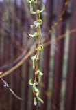 род Salix. Верхушка годовалой ветви. Тульская обл., Заокский р-н, Бутиково, садовый участок. 26.04.2026.