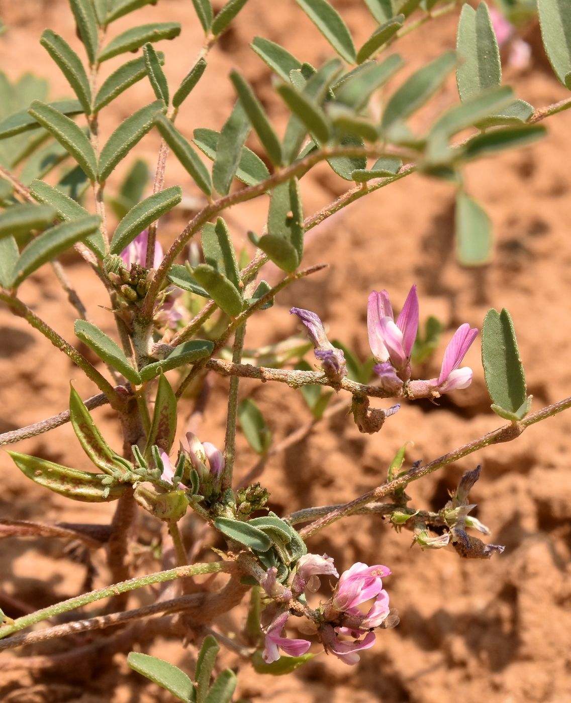 Изображение особи Astragalus oxyglottis.