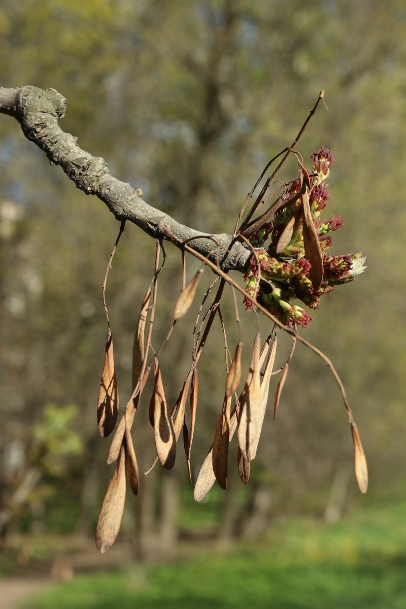 Изображение особи Fraxinus pennsylvanica.