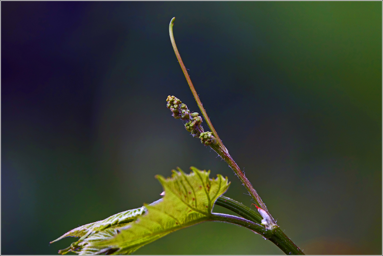 Image of genus Vitis specimen.