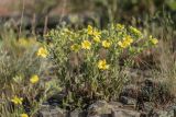 Potentilla astracanica. Цветущие растения. Ростовская обл., Красносулинский р-н, дол. р. Кундрючья, скальные выходы. 17.05.2026.