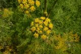 семейство Apiaceae. Соцветие. Грузия, край Самцхе-Джавахети, Аспиндзский муниципалитет, самый край Ахалкалакского плоскогорья, окр. с. Саро, выс. ок. 1450 м н.у.м., луг. 8 июня 2026 г.