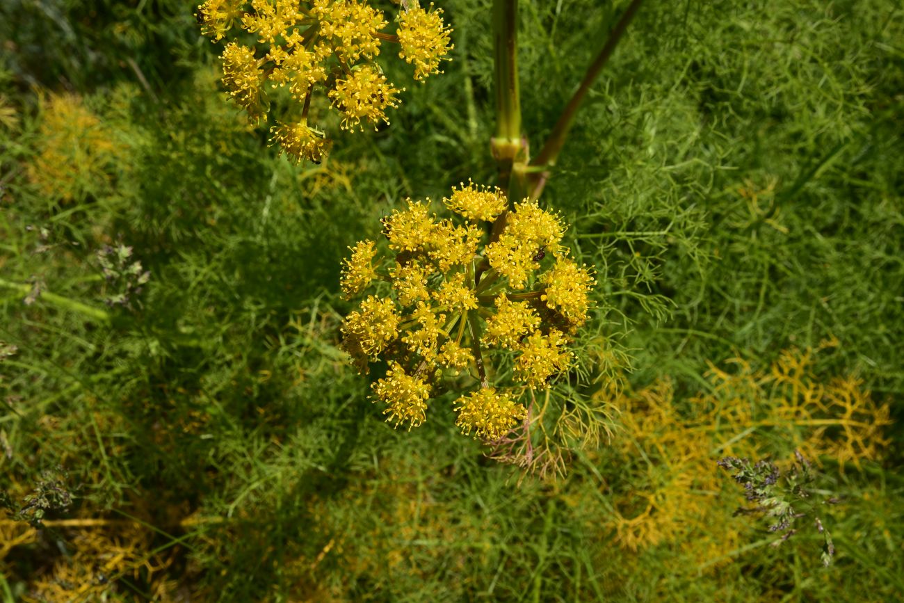 Изображение особи семейство Apiaceae.