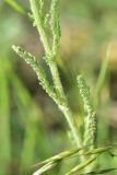 Achillea arabica