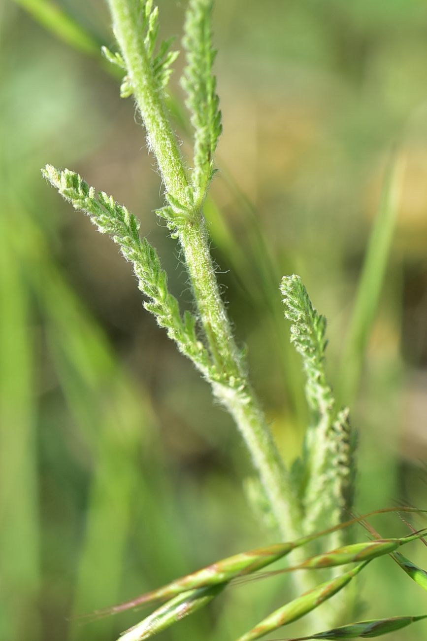 Image of Achillea arabica specimen.