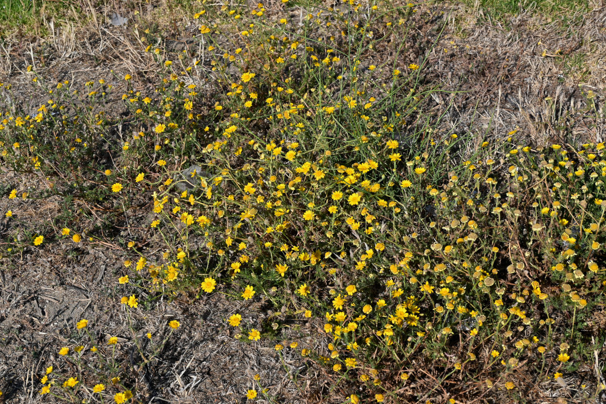 Image of Glebionis coronaria specimen.