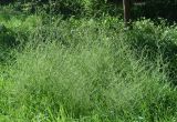 Asparagus brachyphyllus