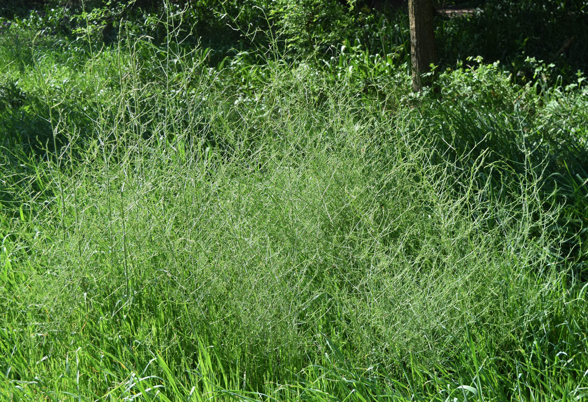 Изображение особи Asparagus brachyphyllus.