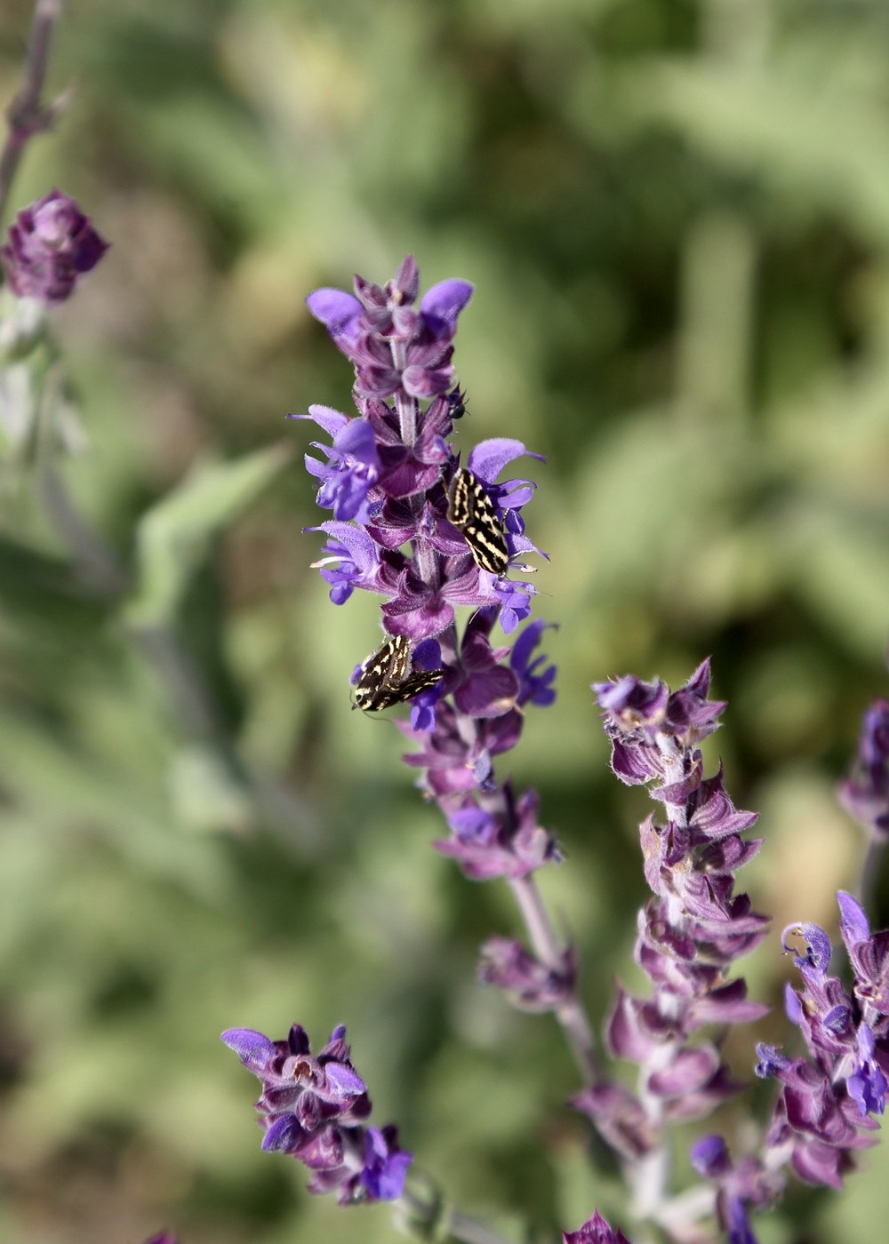 Image of Salvia deserta specimen.
