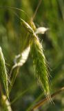 Bromus squarrosus. Часть соцветия. Оренбургская обл., Саракташский р-н, Жёлтинский сельсовет, хр. Карамурунтау, подножие горы Нос, разнотравно-злаковый луг. 10 июня 2025 г.
