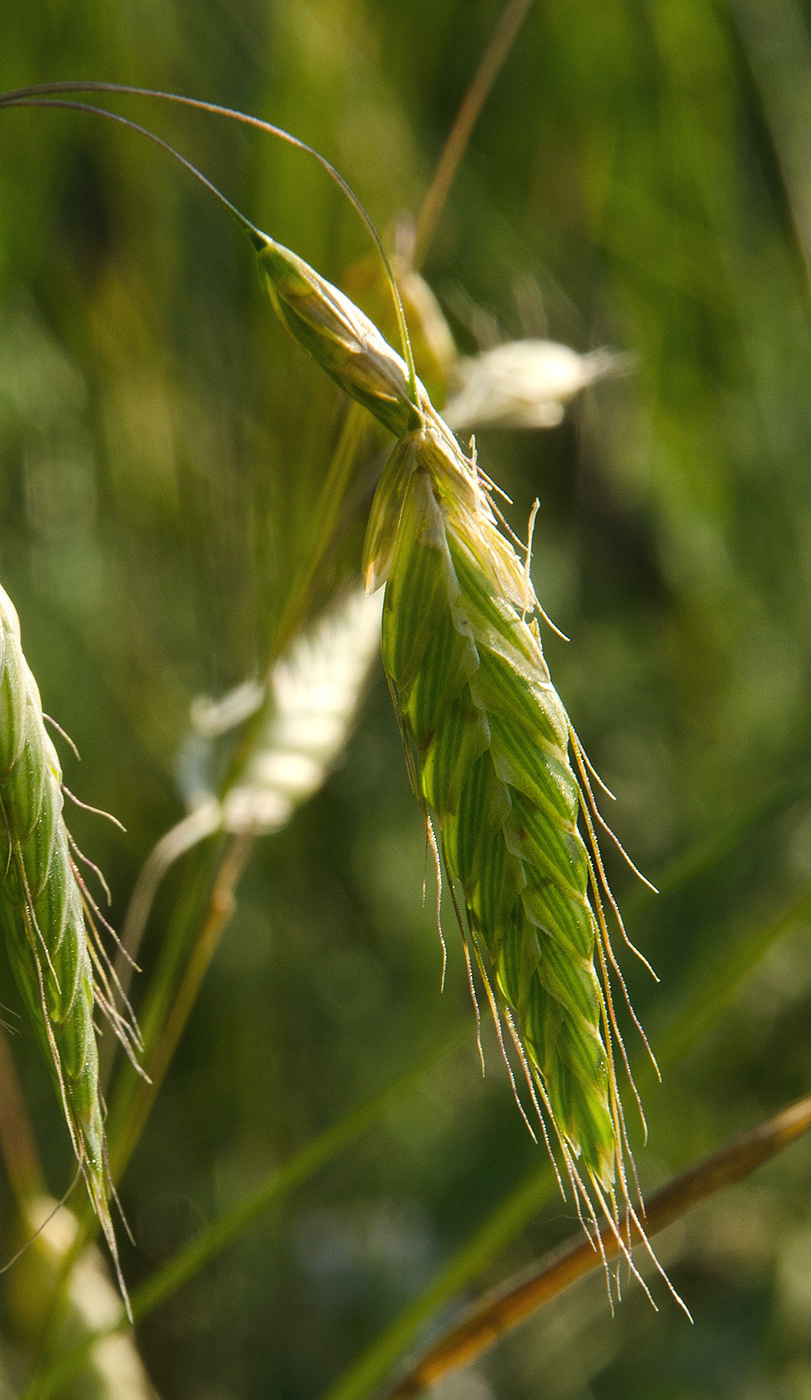 Изображение особи Bromus squarrosus.