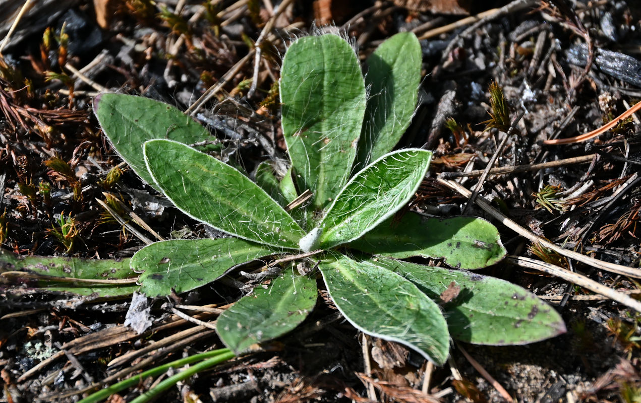 Изображение особи Pilosella officinarum.