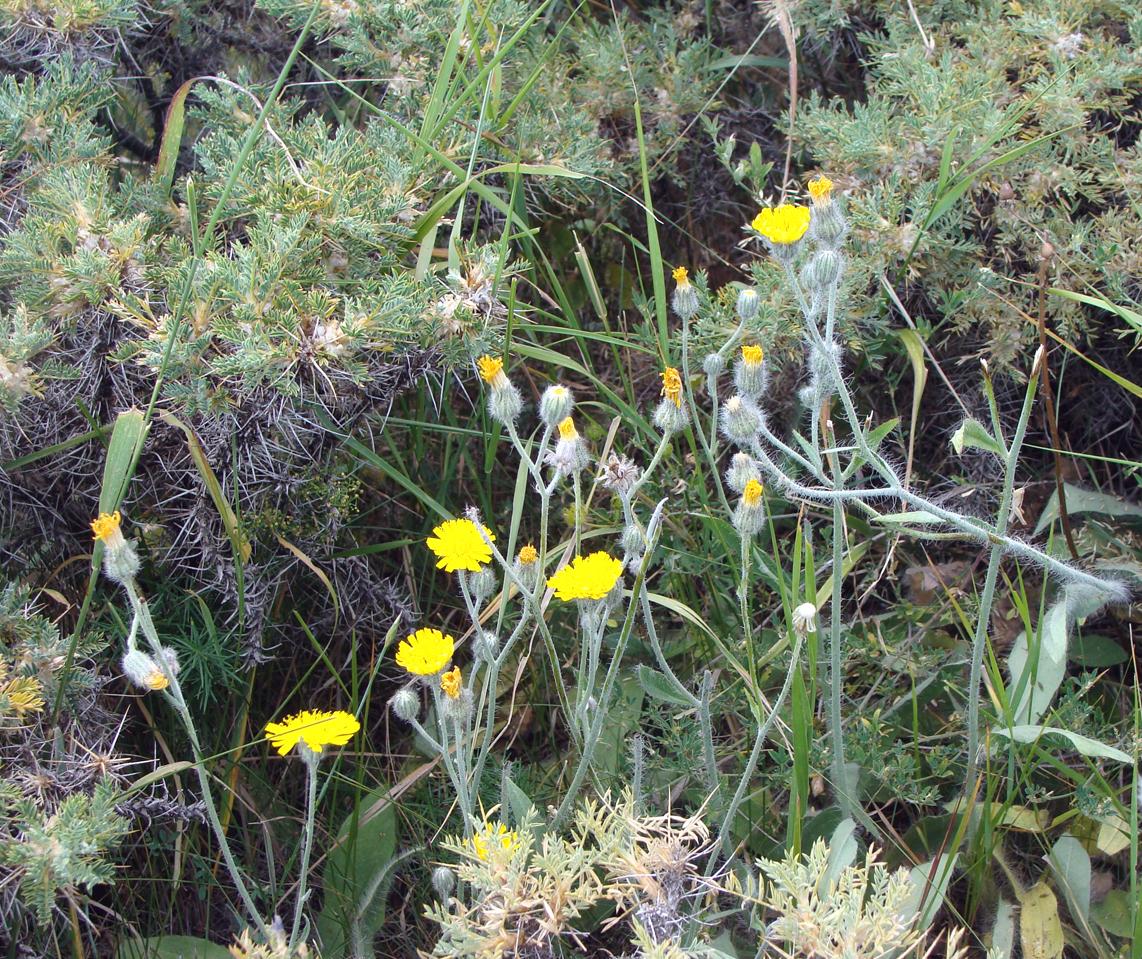 Image of familia Asteraceae specimen.