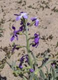 Matthiola sinuata. Верхушка веточки с соцветием с цветками и завязями. Жирона, комарка Баш Эмпорда, муниципалитет Пальс, берег лагуны Les basses d'en Coll, небольшая полоса намывного песка вблизи от дельты канала rec del Molí de Pals. 23.04.2026.