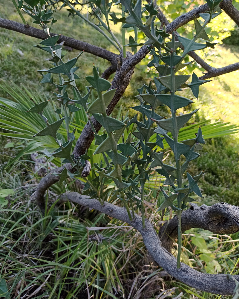 Image of Colletia paradoxa specimen.