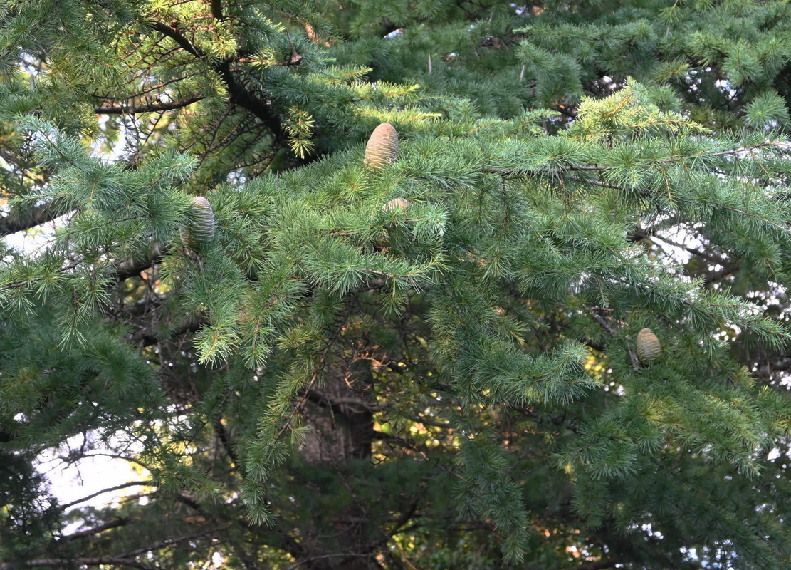 Image of Cedrus deodara specimen.