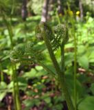 Pteridium подвид sibiricum