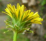 Taraxacum brassicifolium