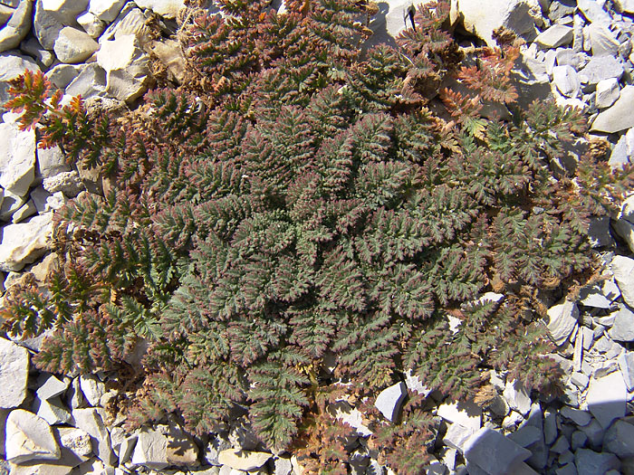 Image of Erodium cicutarium specimen.