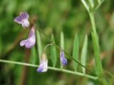 Vicia tetrasperma. Соцветие. Смоленск. 12.06.2011.