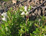 Salix taraikensis. Верхняя часть полдоносящих растений. Читинская обл., Кыринский р-н, Сохондинский заповедник. 24.06.2004.