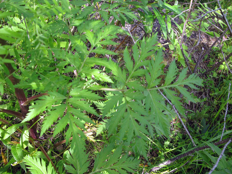 Image of Pleurospermum uralense specimen.