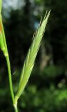 Brachypodium pinnatum