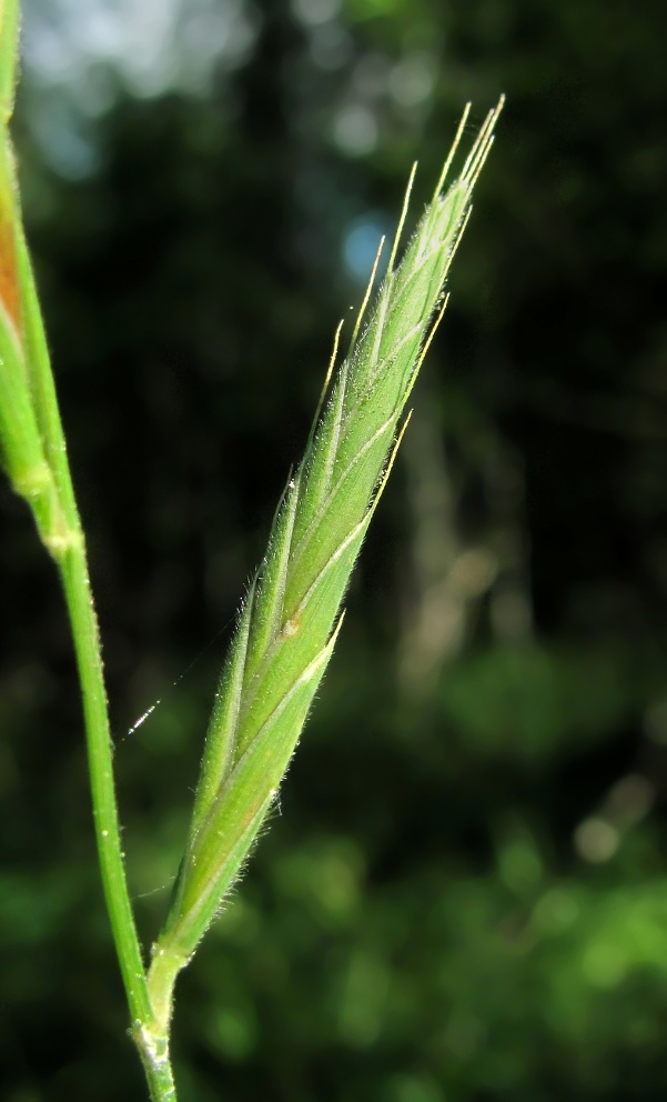 Image of Brachypodium pinnatum specimen.