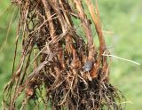 Phleum pratense