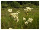 Filipendula ulmaria