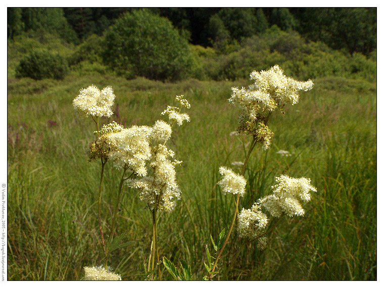 Изображение особи Filipendula ulmaria.