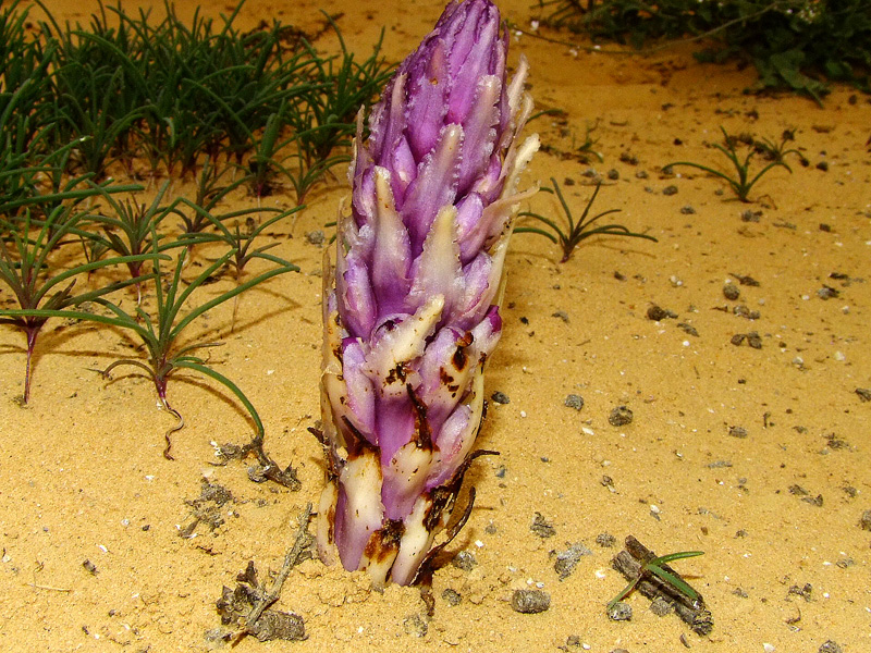 Image of Cistanche salsa specimen.