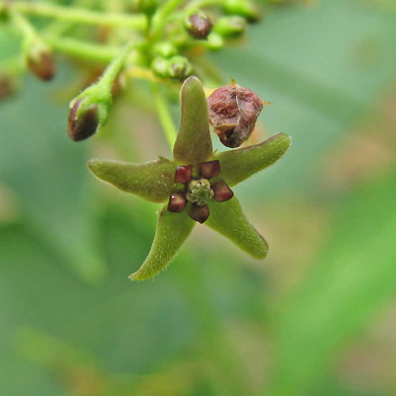 Image of Vincetoxicum scandens specimen.