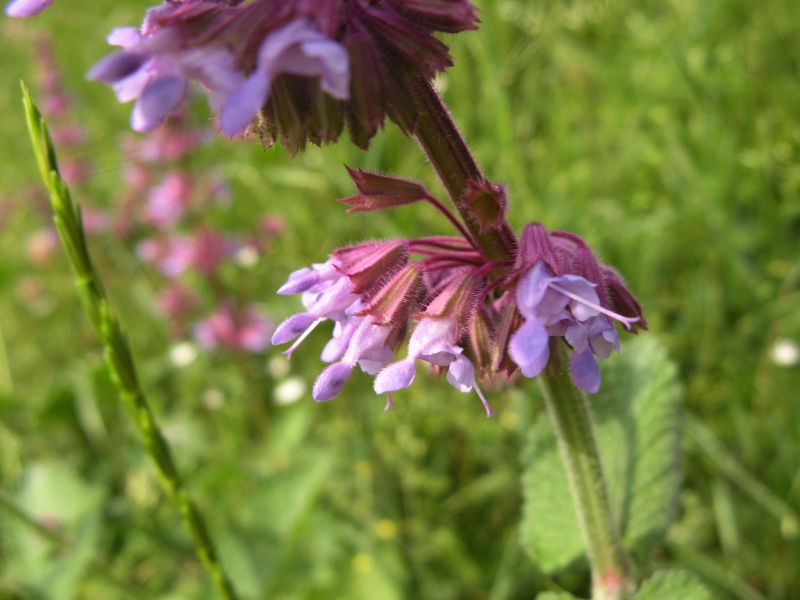 Изображение особи Salvia verticillata.