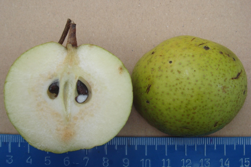 Image of Pyrus caucasica specimen.