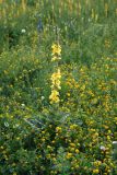 Verbascum densiflorum. Цветущее растение. Воронежская обл., Павловский р-н, окр. с. Михайловка (Шипов лес). 19.06.2011.