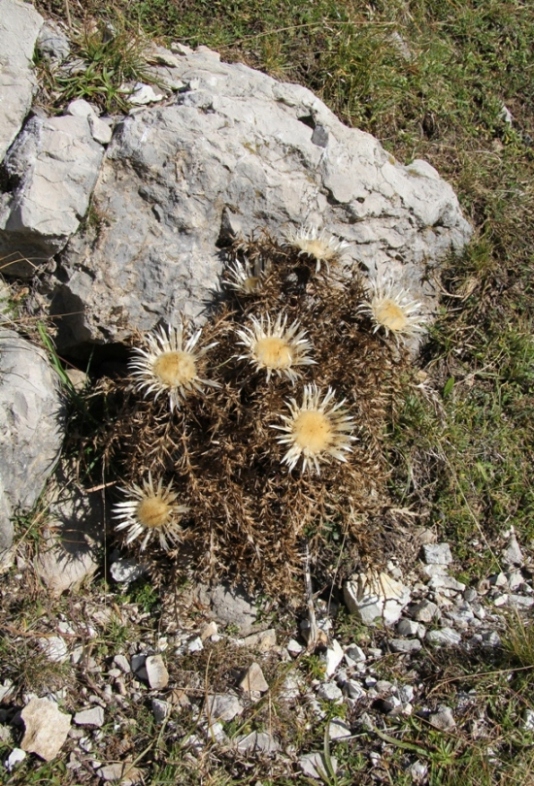 Изображение особи Carlina acaulis.