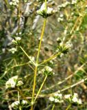 Acanthophyllum mucronatum. Часть соцветия. Копетдаг, Чули. Июнь 2011 г.