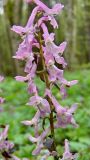 Corydalis cava