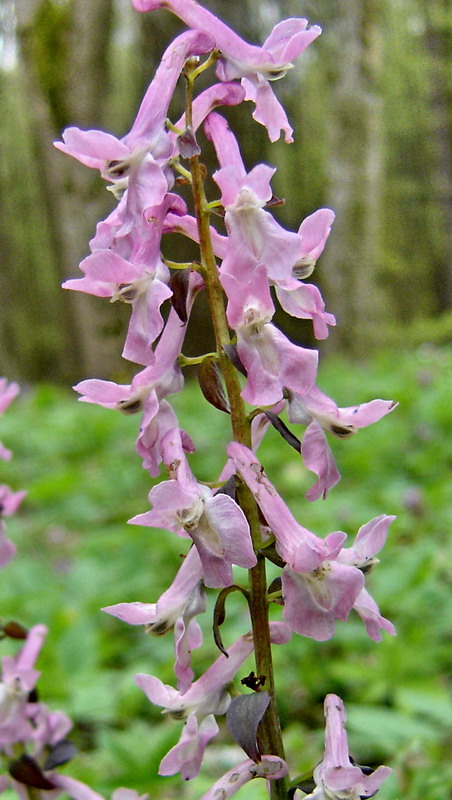 Изображение особи Corydalis cava.